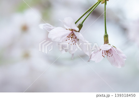 春の陽光を浴びて色とりどりに輝く桜の花たち 139318450