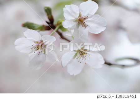 春の陽光を浴びて色とりどりに輝く桜の花たち 春の陽光を浴びて色とりどりに輝く桜の花たち 139318451