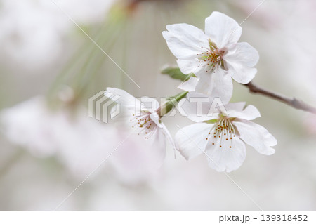 春の陽光を浴びて色とりどりに輝く桜の花たち 139318452