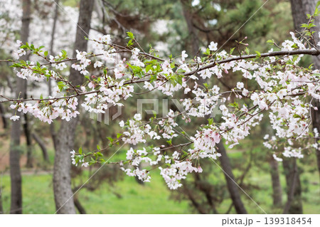 春の陽光を浴びて色とりどりに輝く桜の花たち 139318454
