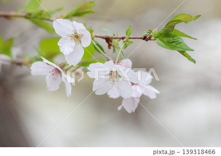 春の陽光を浴びて色とりどりに輝く桜の花たち 春の陽光を浴びて色とりどりに輝く桜の花たち 139318466