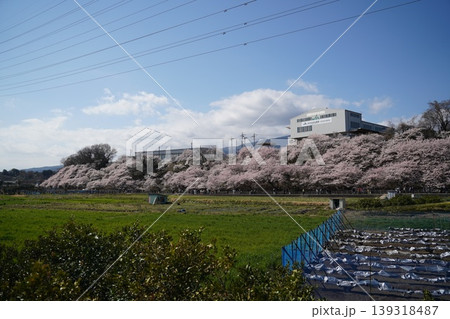 足柄にある日本の春を彩る一ノ堰ハラネの桜並木 139318487