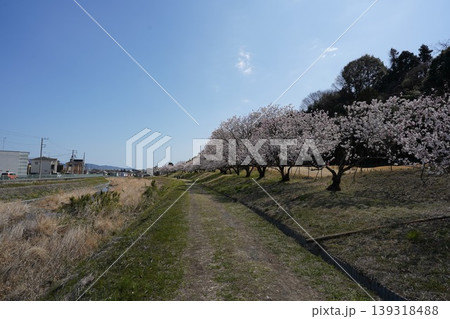 狩川沿いの春めき桜の並木 139318488
