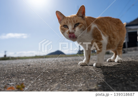 道端に座る可愛い野良猫　茶トラ白 139318687