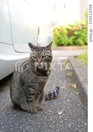駐車場で出会った猫 139318708