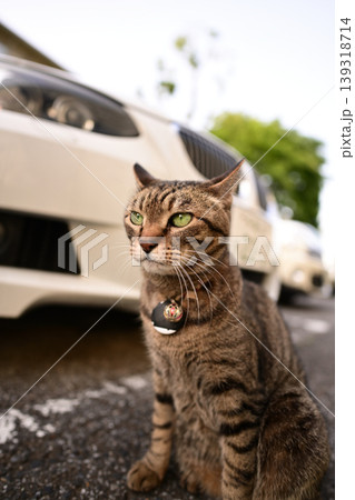 駐車場で出会った猫 駐車場で出会った猫 139318714