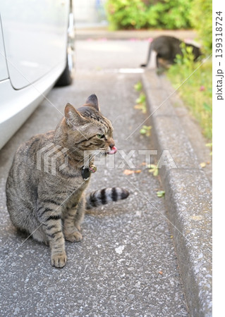 駐車場で出会った猫 駐車場で出会った猫 139318724