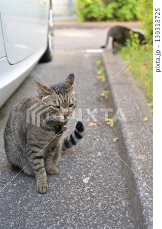 駐車場で出会った猫 駐車場で出会った猫 139318725