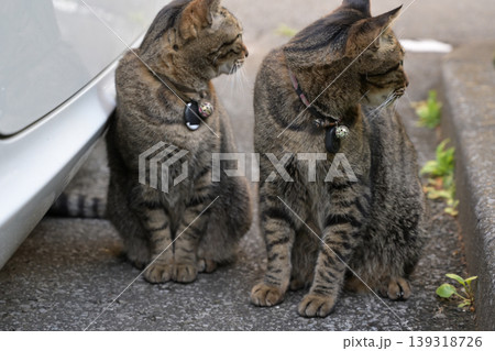 駐車場で出会った猫 139318726