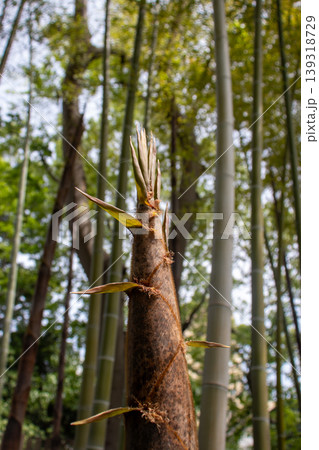 竹林から顔を出したタケノコ 竹林から顔を出したタケノコ 139318729