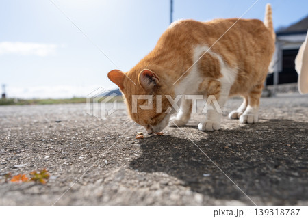 道端に座る可愛い野良猫 茶トラ白 道端に座る可愛い野良猫 茶トラ白 139318787