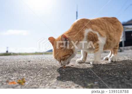 道端に座る可愛い野良猫　茶トラ白 139318788