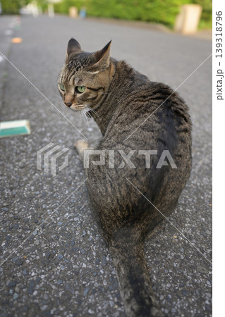 お座り猫 お座り猫 139318796