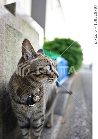お座り猫 お座り猫 139318797