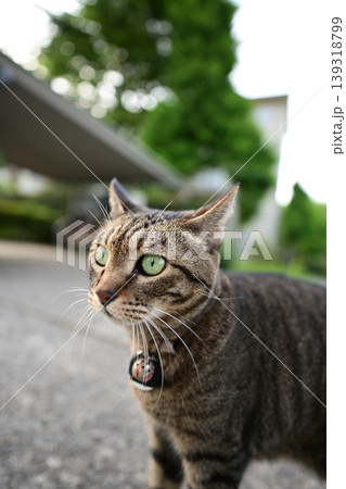 お座り猫 お座り猫 139318799