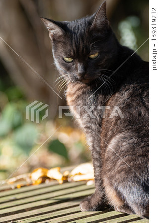 座って見つめる野良猫　 139319212