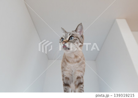 見つめる猫 シャムトラ猫 見つめる猫 シャムトラ猫 139319215