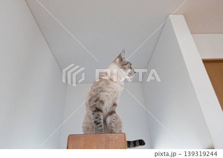 見つめる猫 シャムトラ猫 見つめる猫 シャムトラ猫 139319244