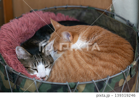 狭い場所でくつろぐ二匹の猫 狭い場所でくつろぐ二匹の猫 139319246
