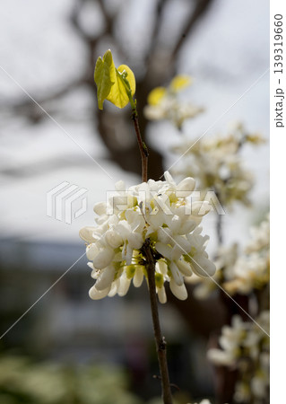 白花蘇芳の花 139319660