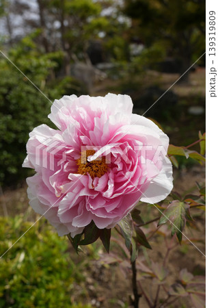 ぼたんの花 ぼたんの花 139319809