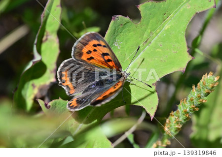 ベニシジミ　(Small Copper　Common Copper) 139319846