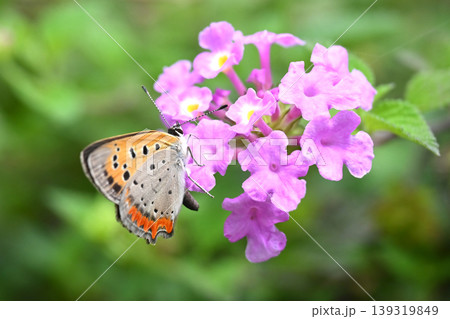 ベニシジミ (Small Copper Common Copper) ベニシジミ (Small Copper Common Copper) 139319849