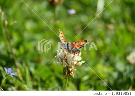 ベニシジミ　(Small Copper　Common Copper) 139319851