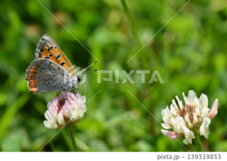 ベニシジミ　(Small Copper　Common Copper) 139319853