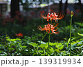 木陰に咲く赤い彼岸花と緑の背景 139319934