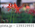 背景が美しい赤い彼岸花のクローズアップ 139319935