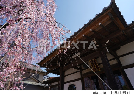 八王子 高楽寺の紅しだれ桜 桜姫 八王子 高楽寺の紅しだれ桜 桜姫 139319951
