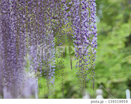美しい藤の花 139319959