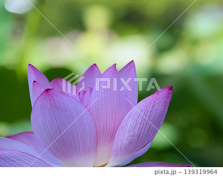 蓮の花と蕾のある風景 139319964