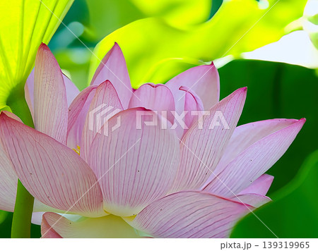 ハスの花、清浄なる花が咲く ハスの花、清浄なる花が咲く 139319965