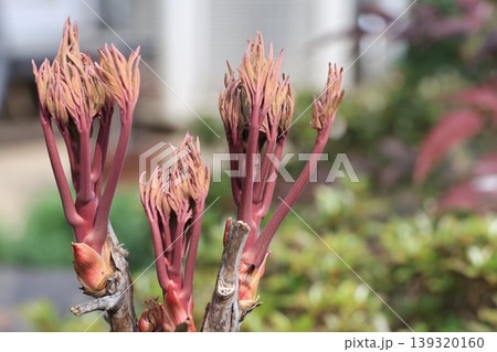 クローズアップ撮影した牡丹の新芽 クローズアップ撮影した牡丹の新芽 139320160