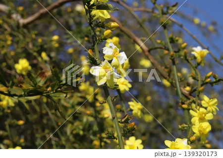 春の公園に咲く黄色いウンナンオウバイ(オウバイモドキ)の花 春の公園に咲く黄色いウンナンオウバイ(オウバイモドキ)の花 139320173