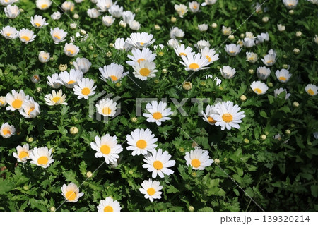 一面に咲いているカンシロギクの花 一面に咲いているカンシロギクの花 139320214