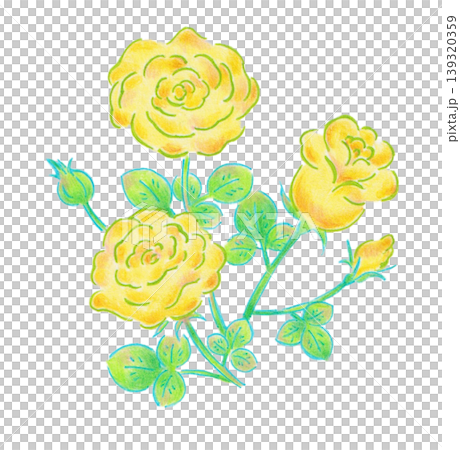 黄色いバラの花のイラスト 黄色いバラの花のイラスト 139320359