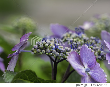 函館の森で出会った涼やかな花 139320366