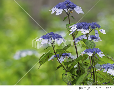 函館の森で出会った涼やかな花 139320367