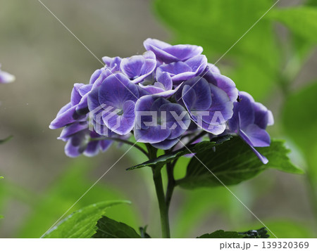 函館の森で出会った涼やかな花 139320369