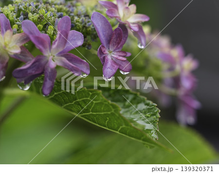 函館の森で出会った涼やかな花 函館の森で出会った涼やかな花 139320371