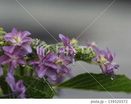 函館の森で出会った涼やかな花 函館の森で出会った涼やかな花 139320372