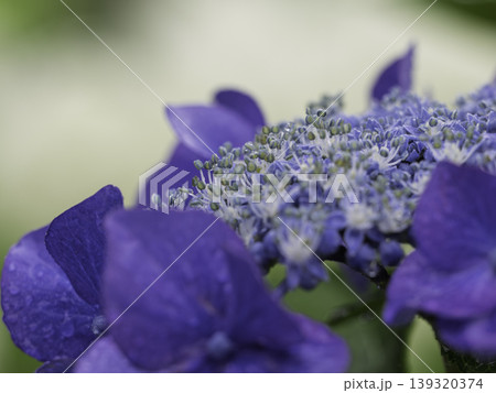 函館の森で出会った涼やかな花 函館の森で出会った涼やかな花 139320374