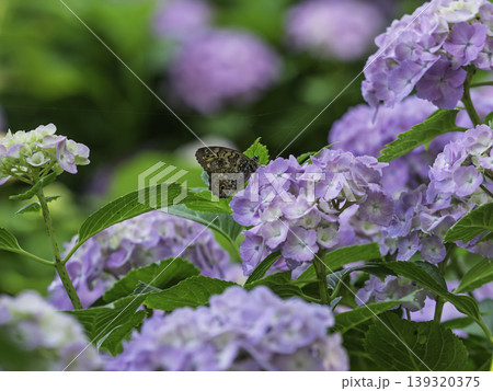 函館の森で出会った涼やかな花 函館の森で出会った涼やかな花 139320375