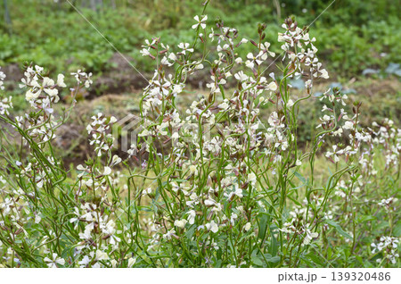 春のルッコラの花畑 ルッコラ 春のルッコラの花畑 ルッコラ 139320486