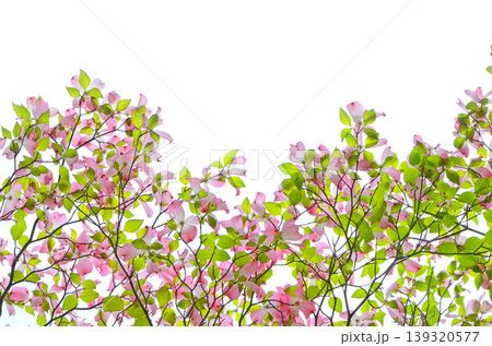 ピンク色のハナミズキの花 ピンク色のハナミズキの花 139320577
