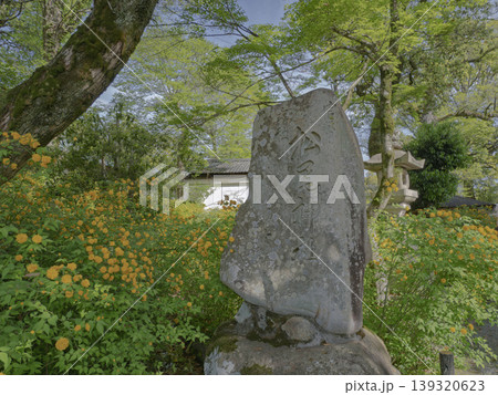 古の社に咲き誇る黄金の波、松尾大社の山吹と石碑 古の社に咲き誇る黄金の波、松尾大社の山吹と石碑 139320623