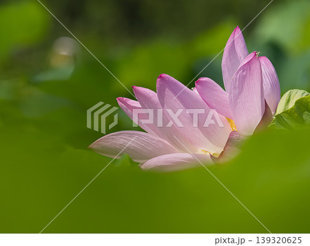 蓮の花と蕾のある風景 139320625